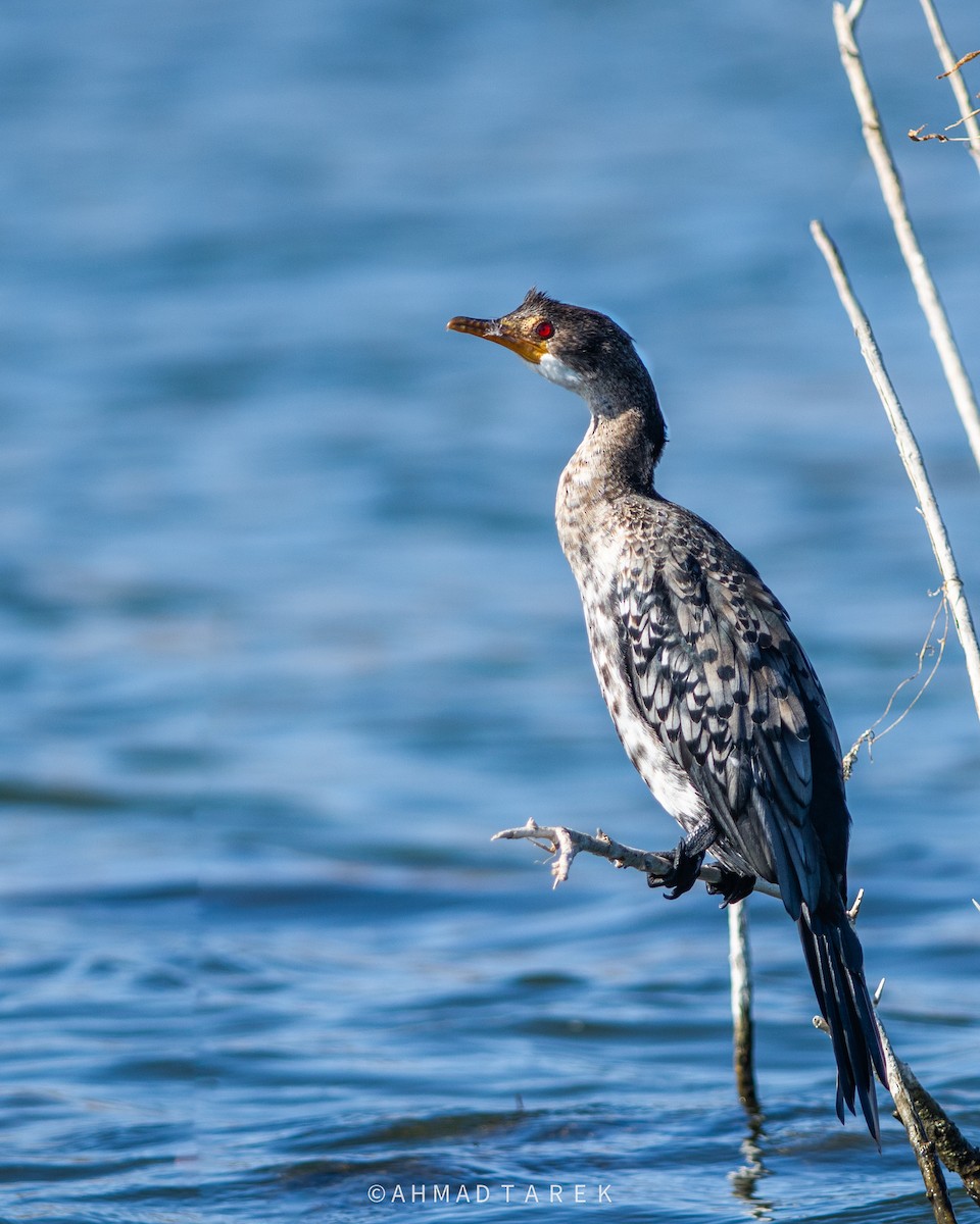 Reed Cormorant - ML647753069
