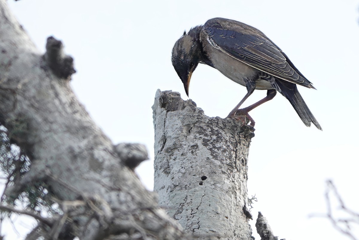 Rosy Starling - ML647753071