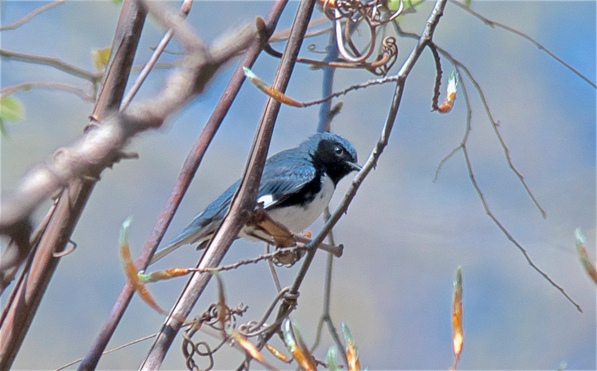 lesňáček modrohřbetý - ML647753073