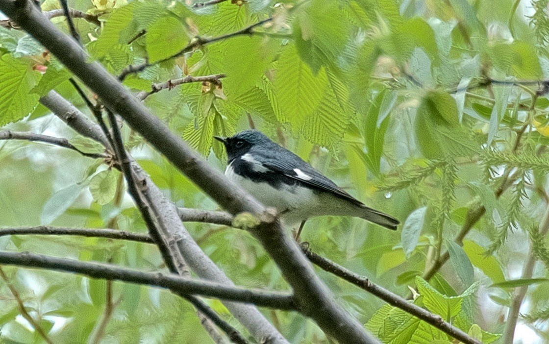 lesňáček modrohřbetý - ML647753074