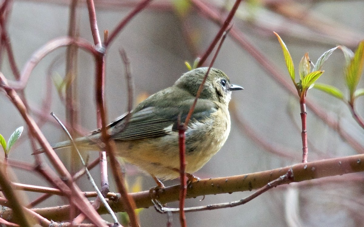 lesňáček modrohřbetý - ML647753075