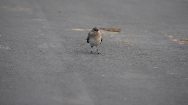 Collared Pratincole - ML647753082