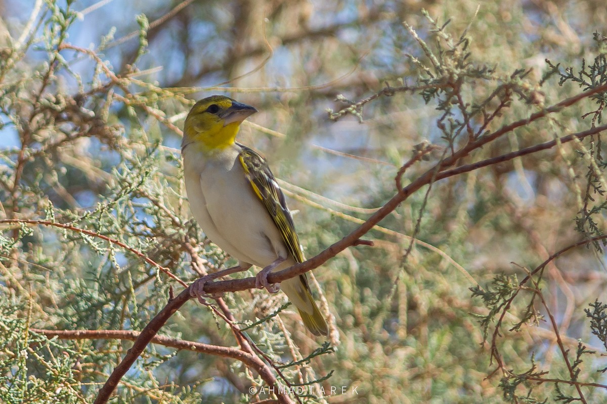 Village Weaver - ML647753083
