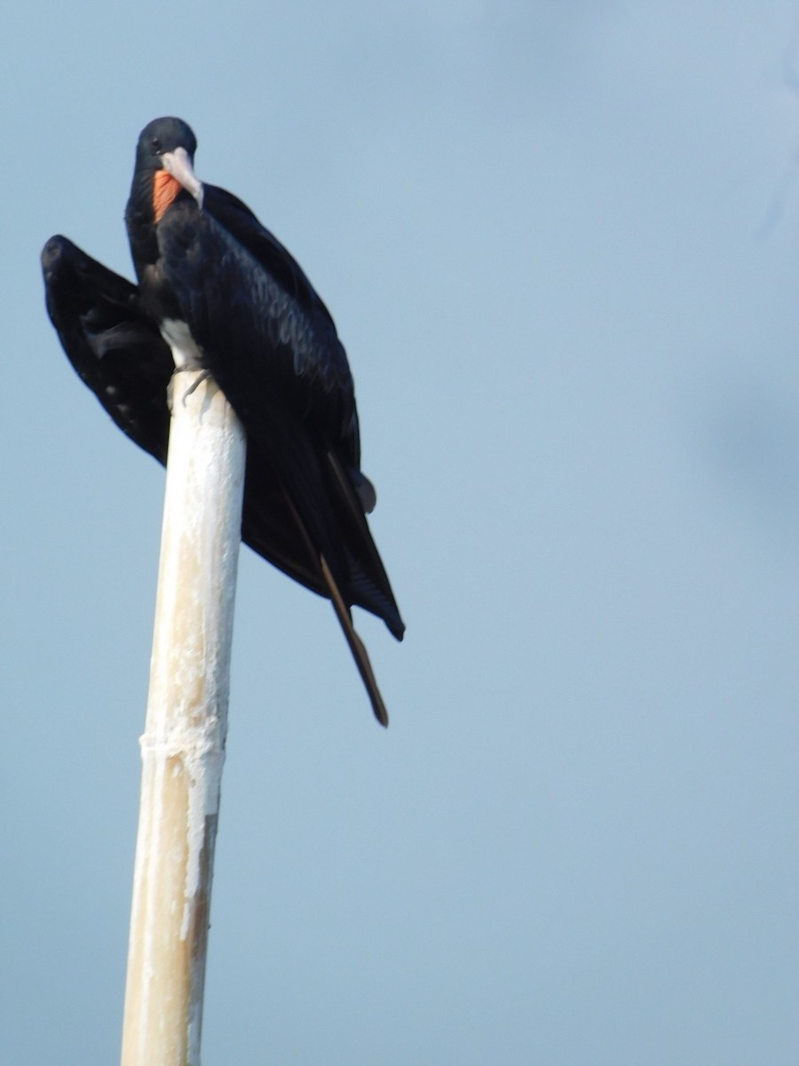 Christmas Island Frigatebird - ML647753090