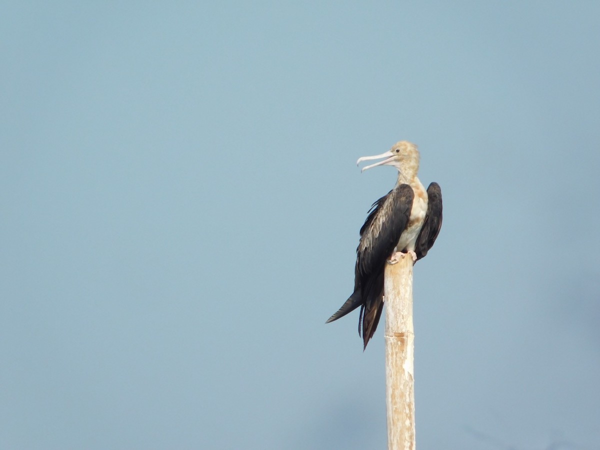 Christmas Island Frigatebird - ML647753091