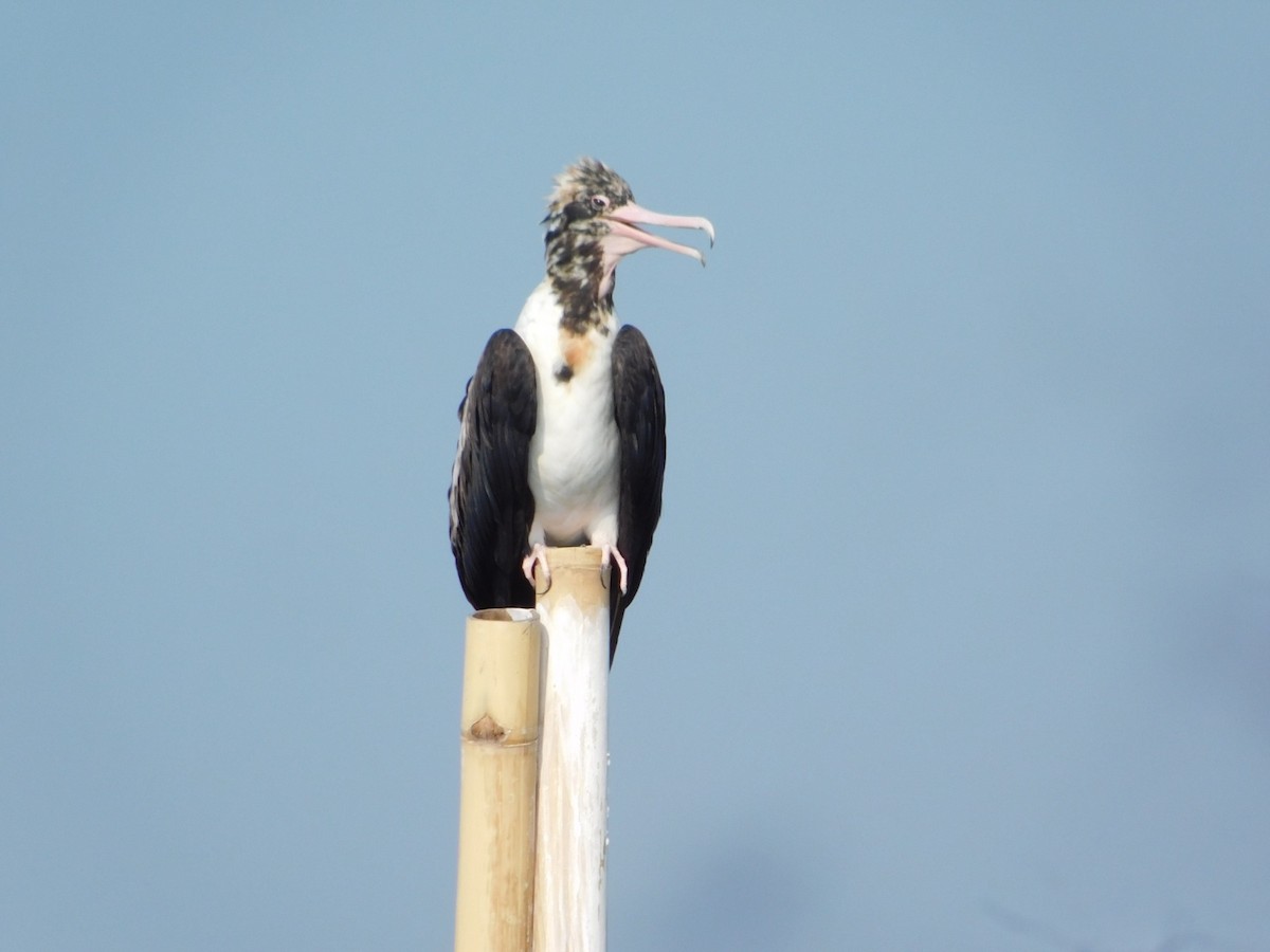 Christmas Island Frigatebird - ML647753092