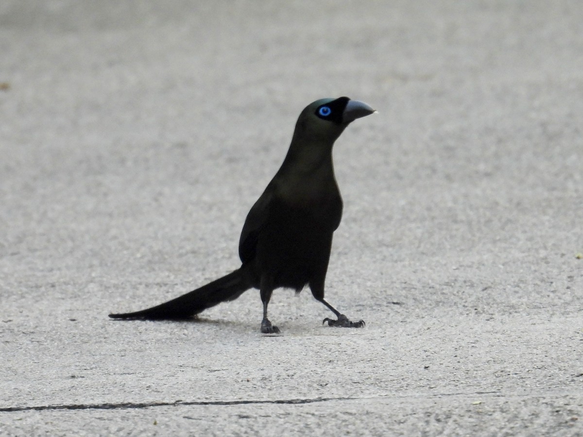 Racket-tailed Treepie - ML647753093