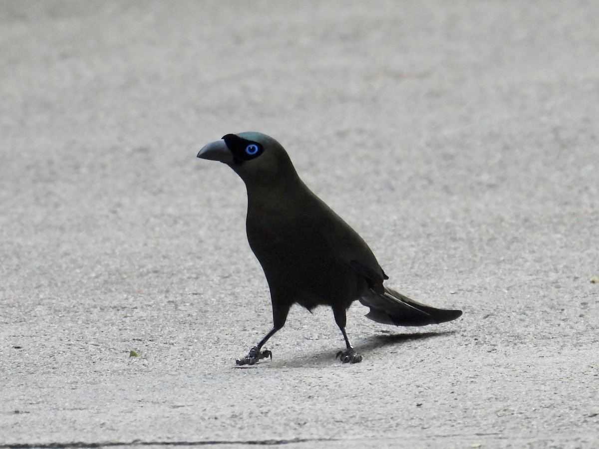 Racket-tailed Treepie - ML647753094