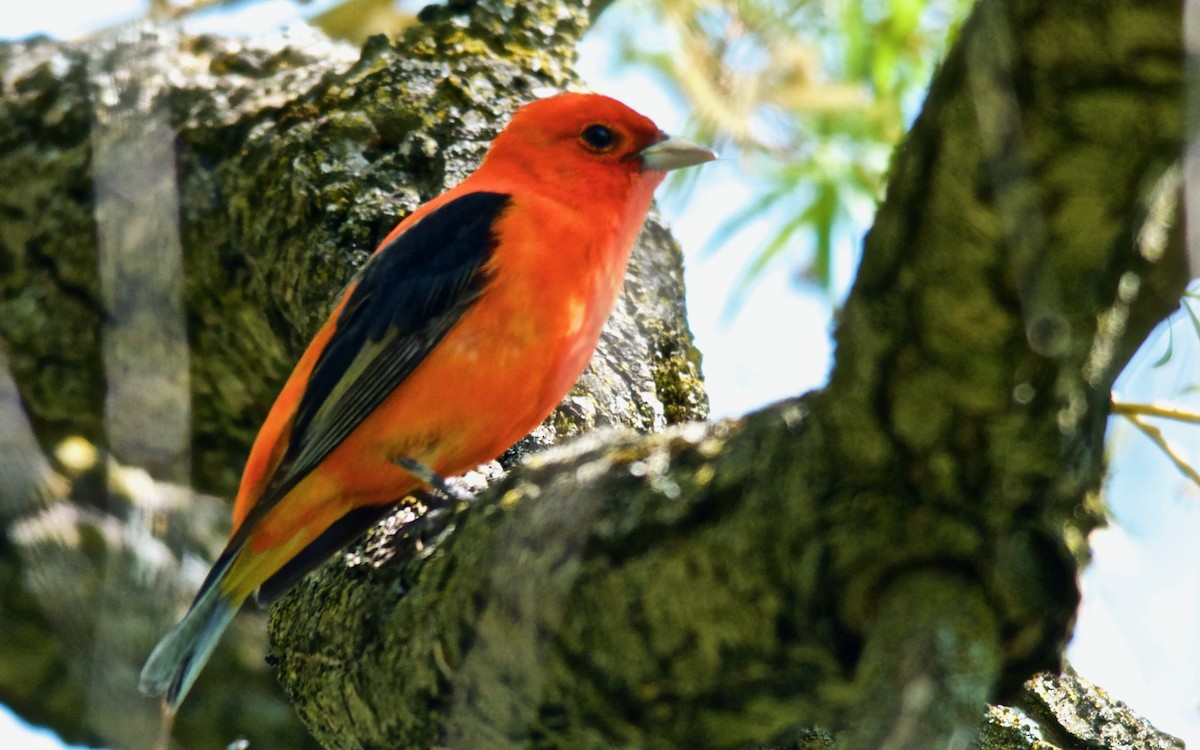 Scarlet Tanager - ML647753095