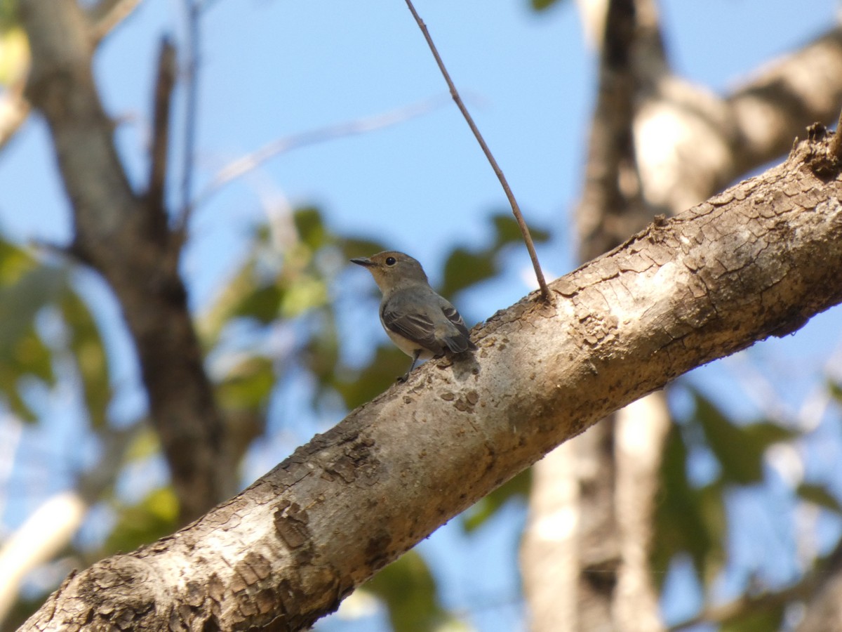 Ultramarine Flycatcher - ML647753096