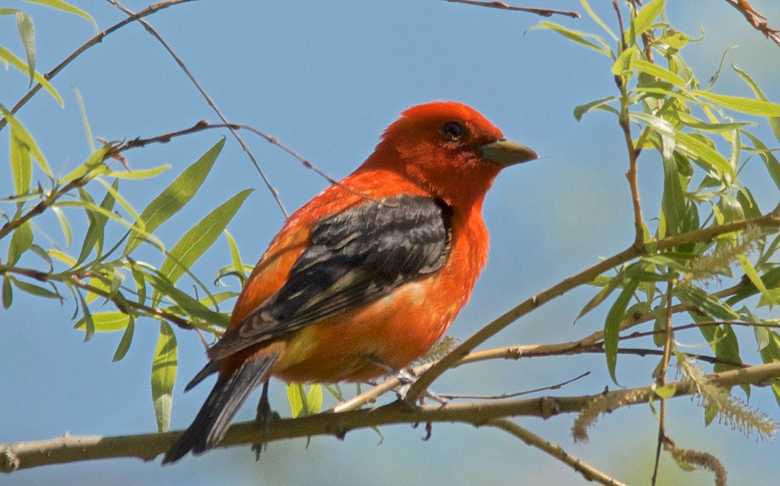 Scarlet Tanager - ML647753101