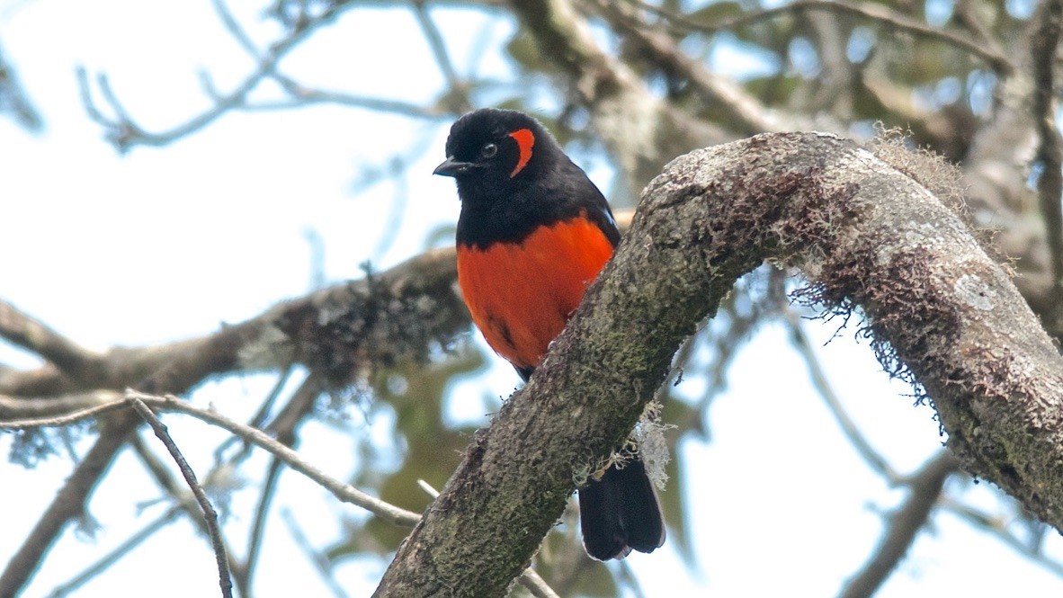 Scarlet Tanager - ML647753103