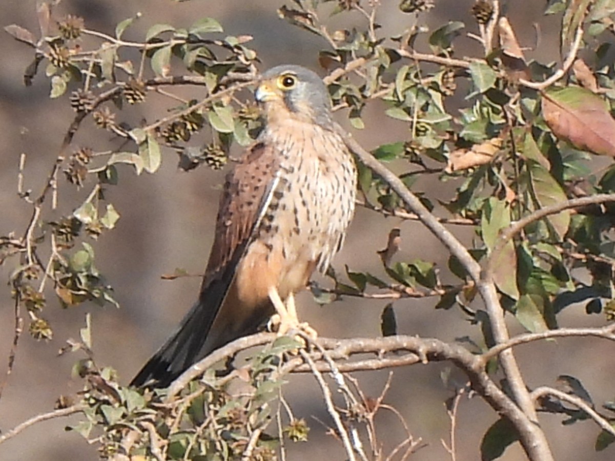 Belatz gorria - ML647753111