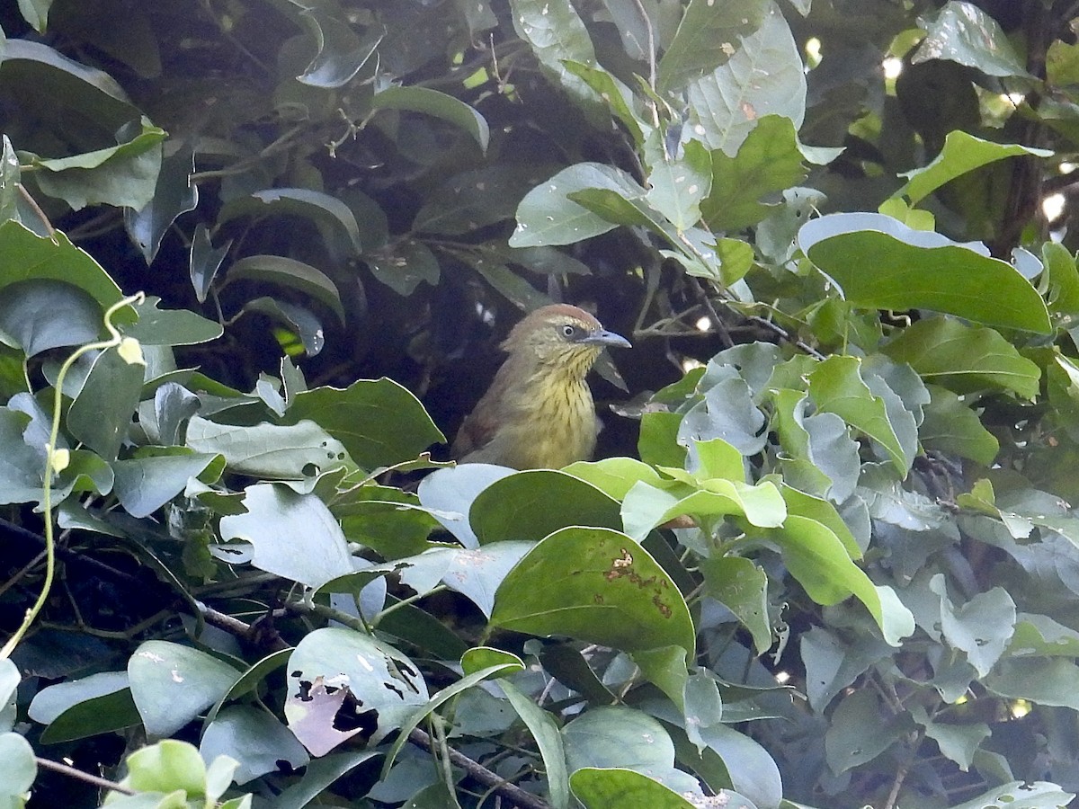 Pin-striped Tit-Babbler - ML647753113