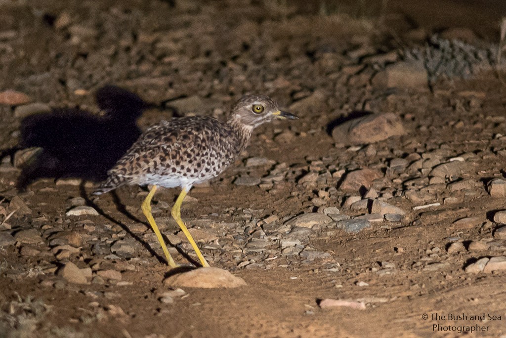 Spotted Thick-knee - ML647753114