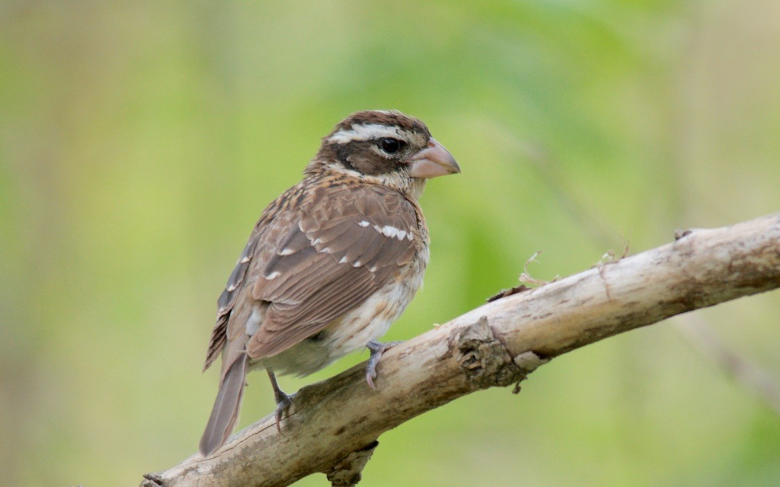 Rose-breasted Grosbeak - ML647753115