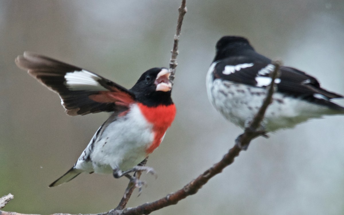 Rose-breasted Grosbeak - ML647753116