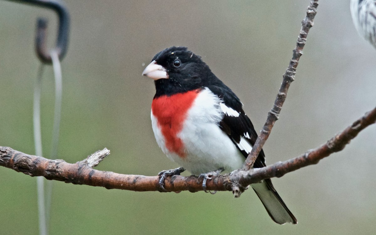 Rose-breasted Grosbeak - ML647753117