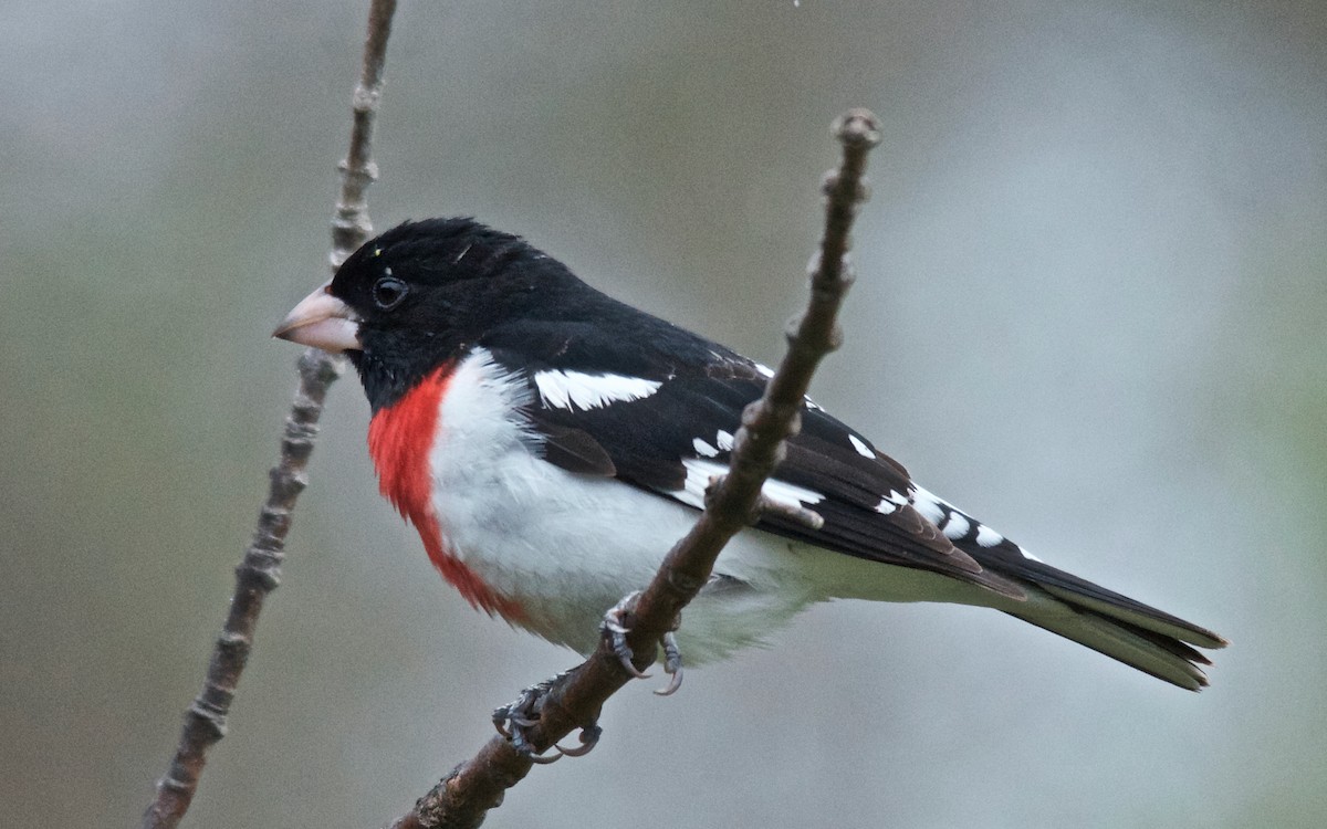 Rose-breasted Grosbeak - ML647753118