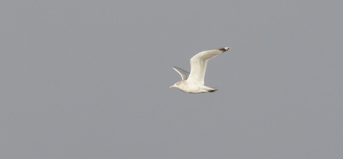 Kaio hauskara amerikarra - ML647753122