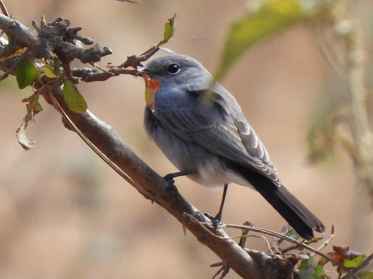 Buztanbeltz argia - ML647753123