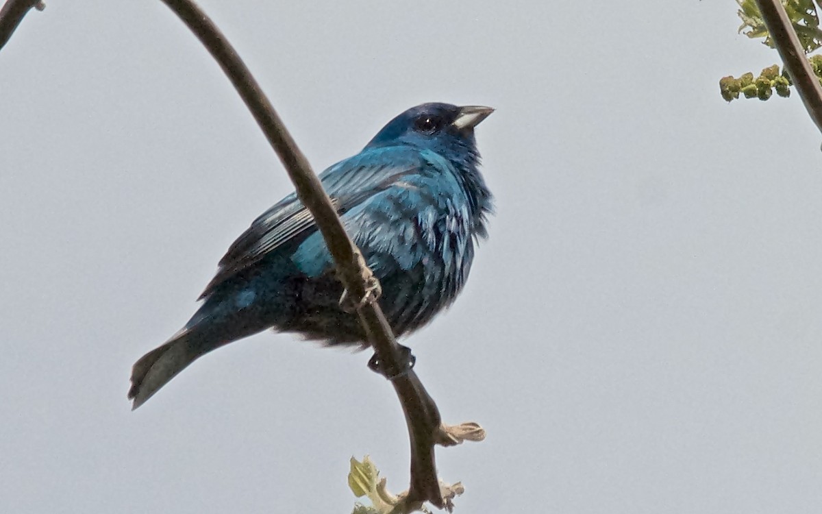 Indigo Bunting - ML647753124