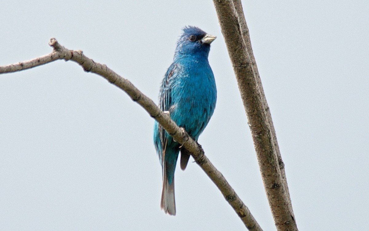 Indigo Bunting - ML647753125