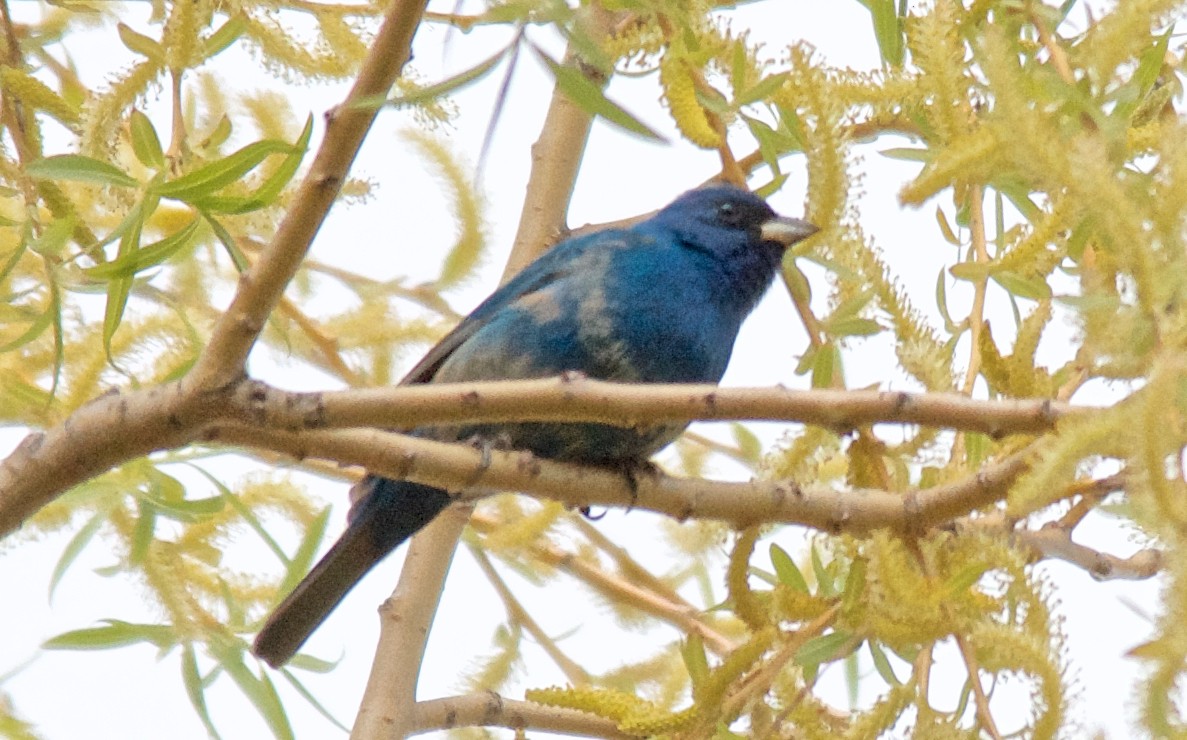 Indigo Bunting - ML647753126