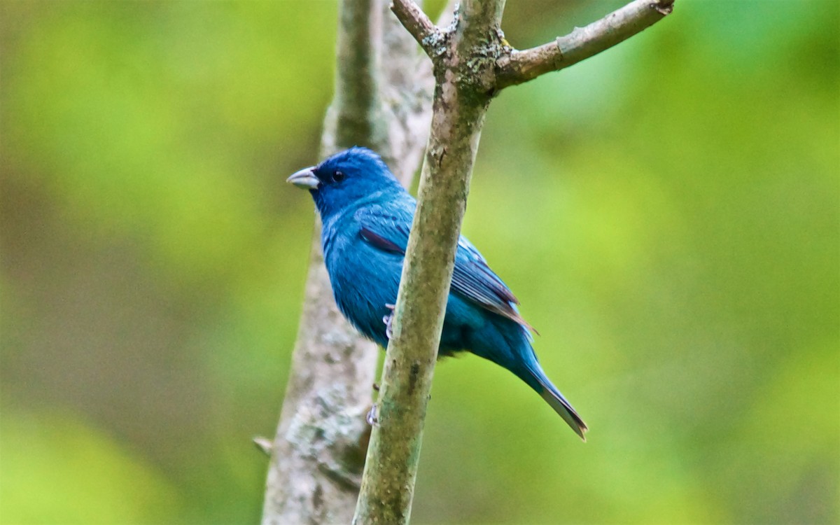 Indigo Bunting - ML647753127