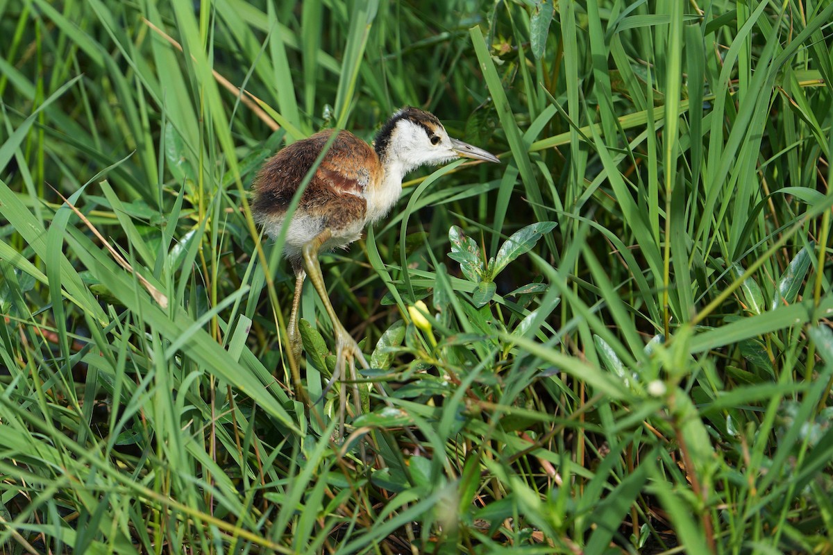 Jakana afrikarra - ML647753129