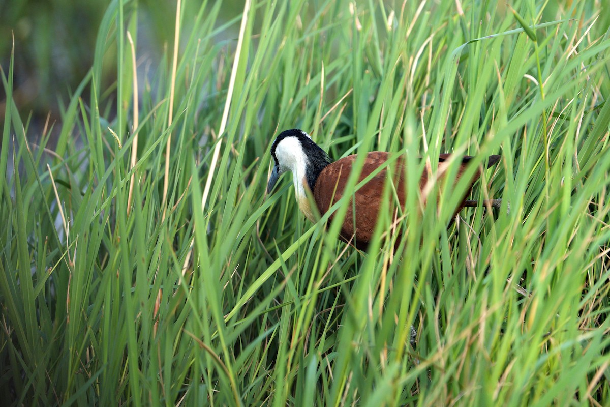 Jakana afrikarra - ML647753130