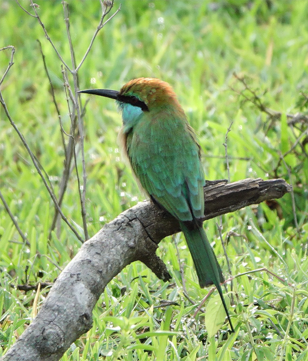 Erle-txori berde asiarra - ML647753131