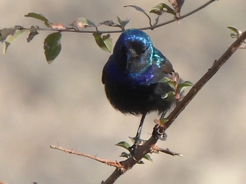 Palestine Sunbird (Palestine) - ML647753132