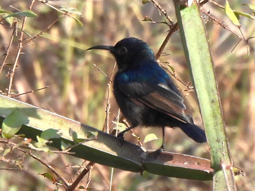 Palestine Sunbird (Palestine) - ML647753133