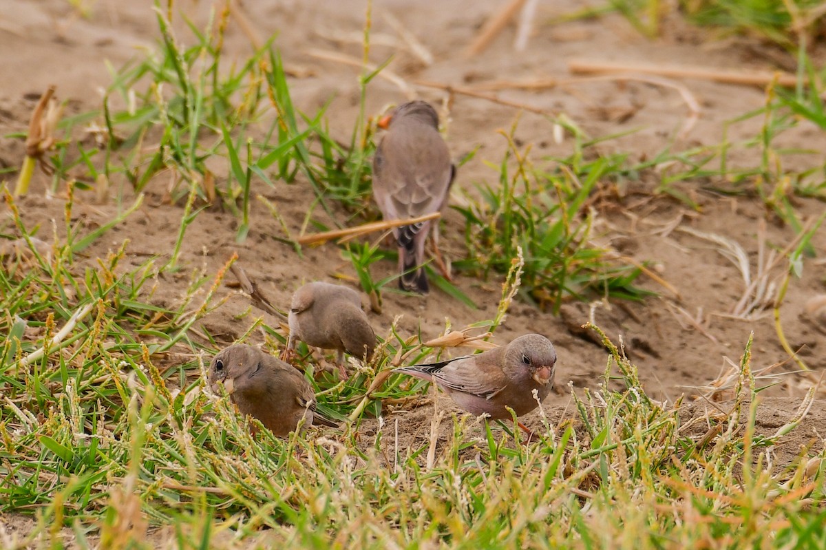 Trumpeter Finch - ML647753134