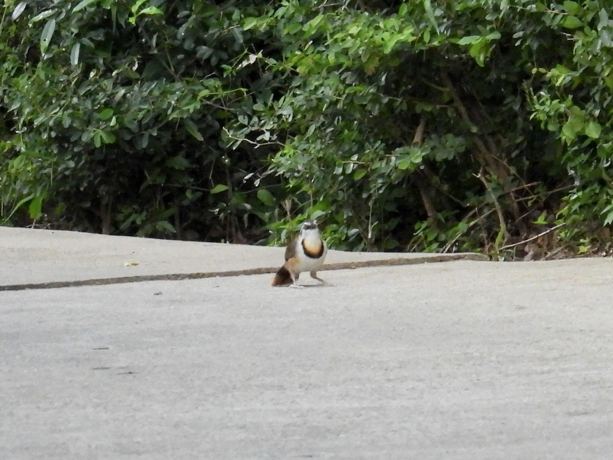 Lesser Necklaced Laughingthrush - ML647753140