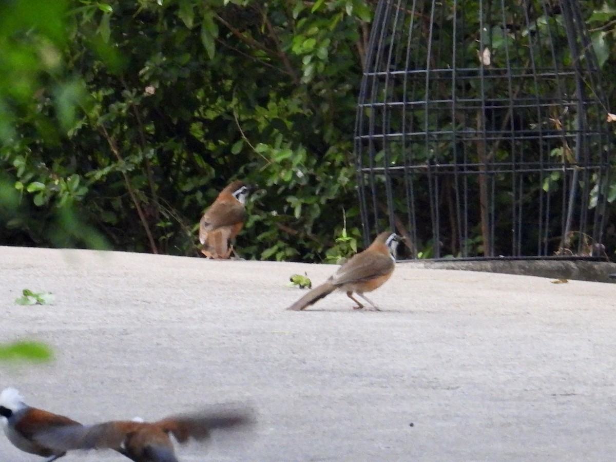 Lesser Necklaced Laughingthrush - ML647753141