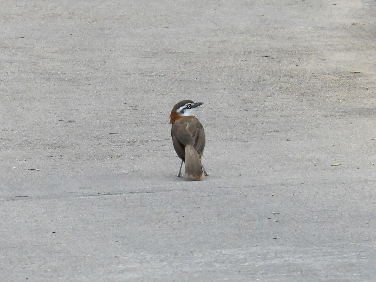 Lesser Necklaced Laughingthrush - ML647753142