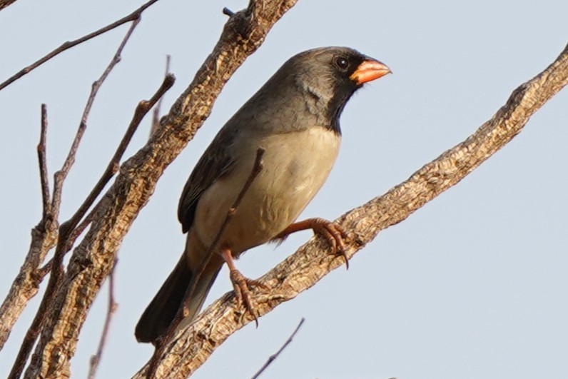 Black-throated Saltator - ML647753143