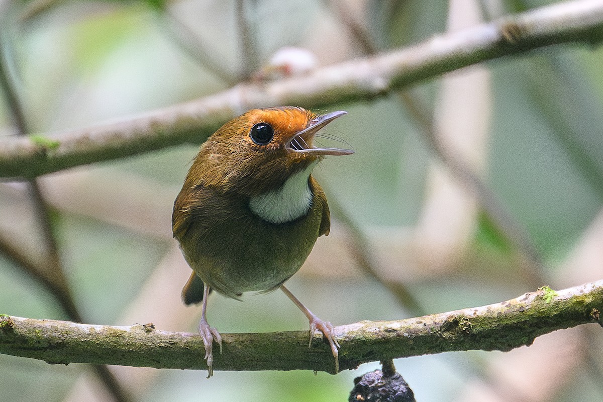 アカメヒタキ - ML647753155