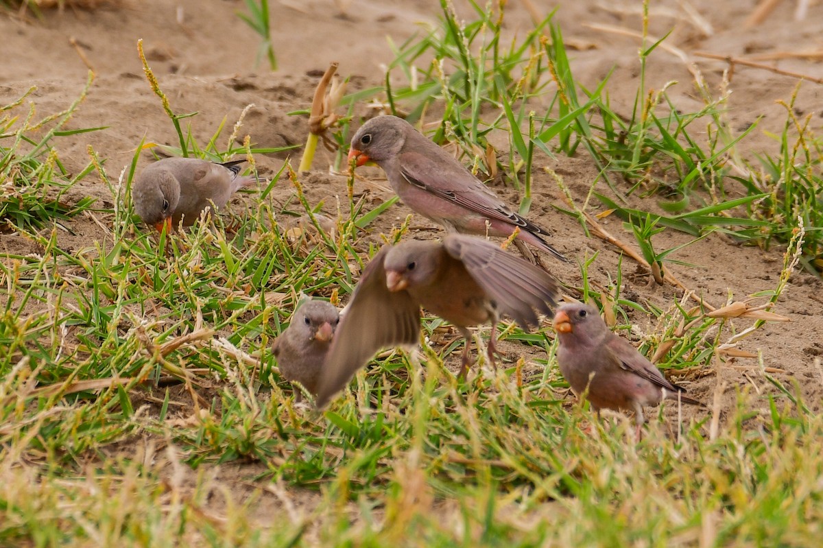 Trumpeter Finch - ML647753156