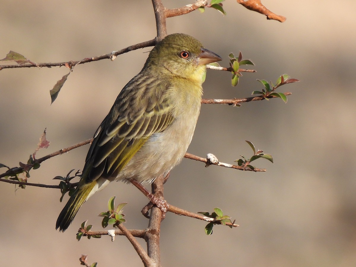 Иволговый ткач - ML647753162