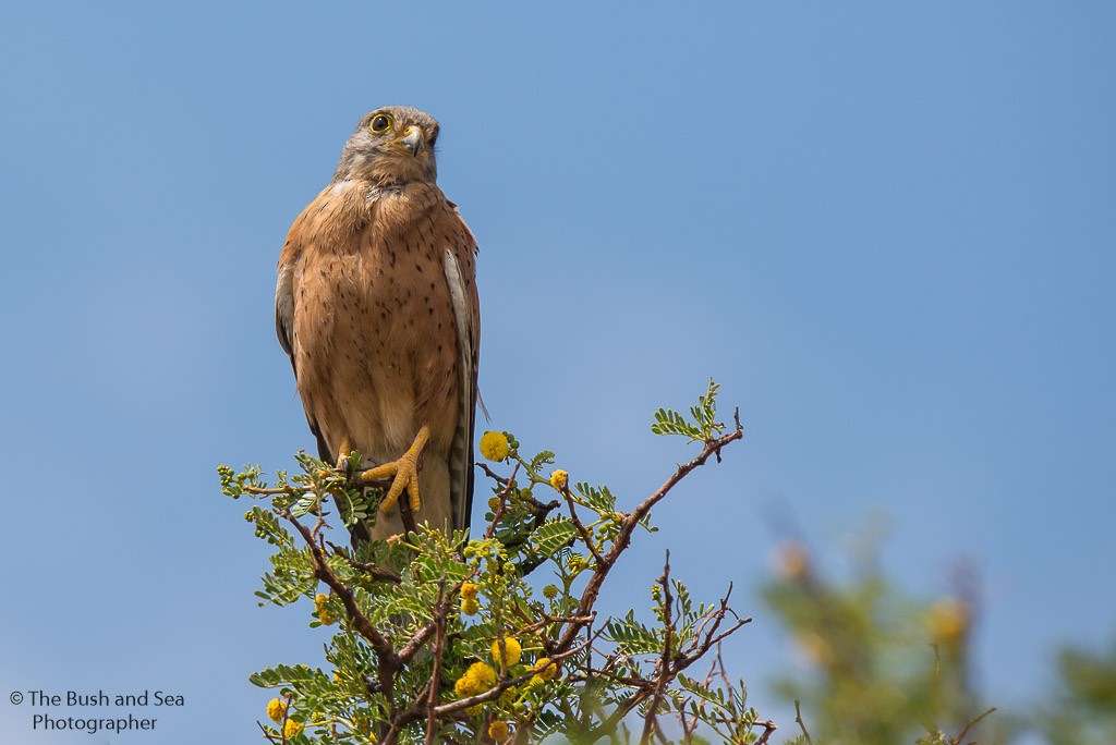 klippefalk - ML647753185