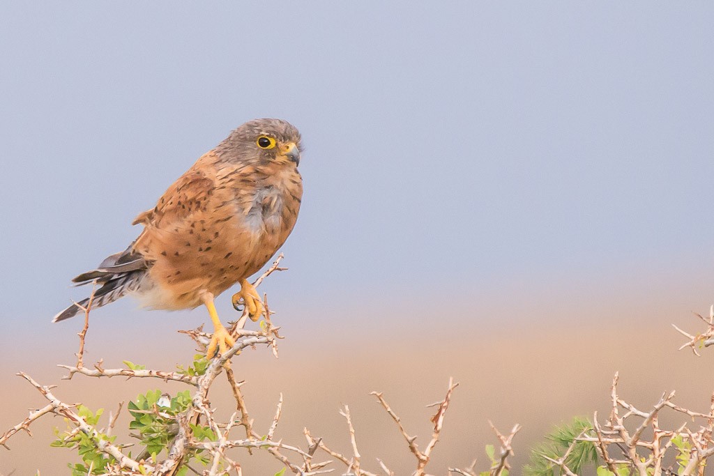 klippefalk - ML647753186