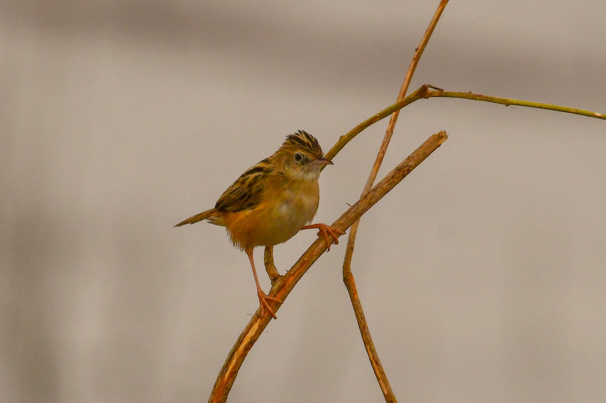 Zitting Cisticola - ML647753190