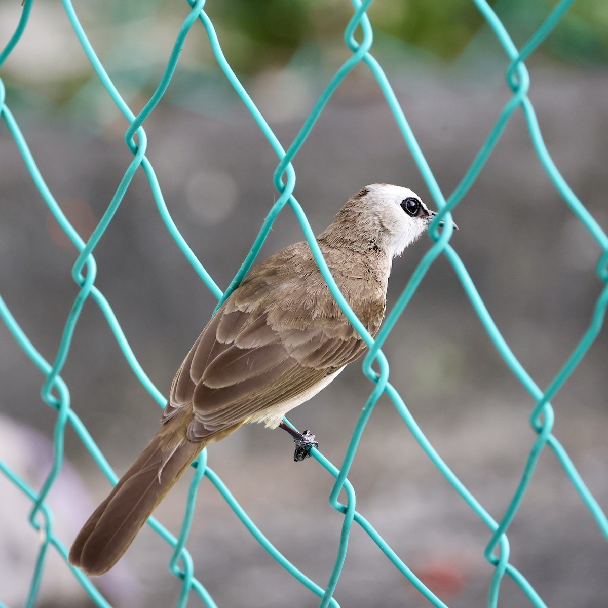Yellow-vented Bulbul - ML647753231