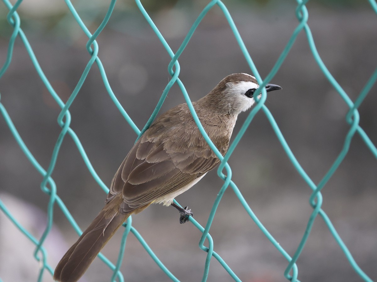 Yellow-vented Bulbul - ML647753232