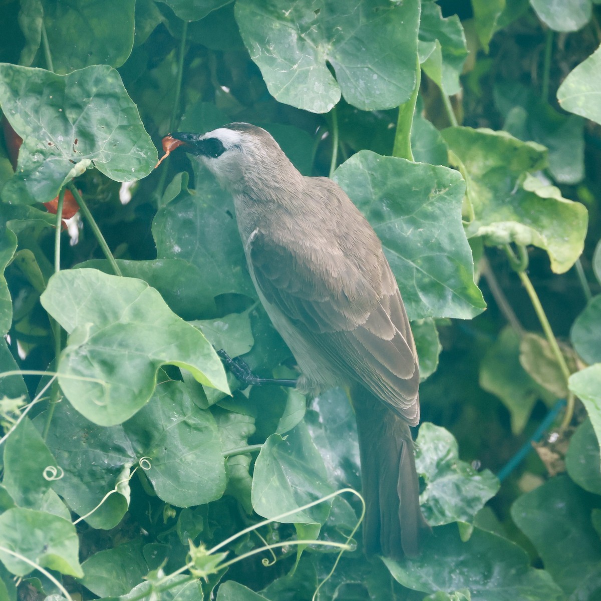 Yellow-vented Bulbul - ML647753233
