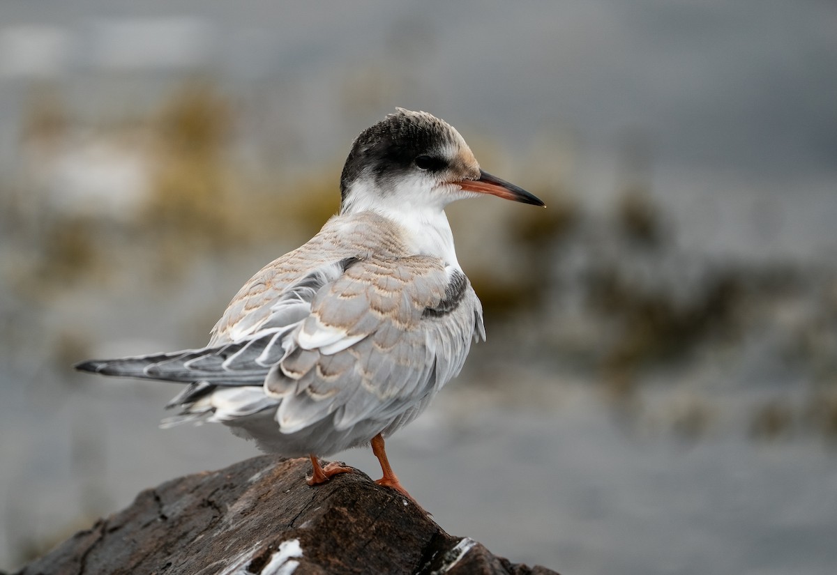 Common Tern - ML647753234