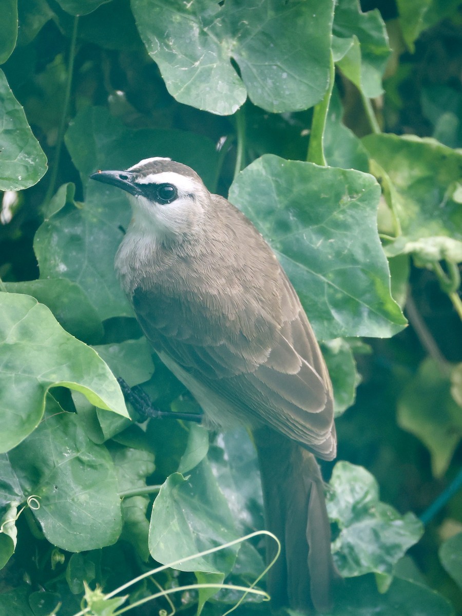 Yellow-vented Bulbul - ML647753236